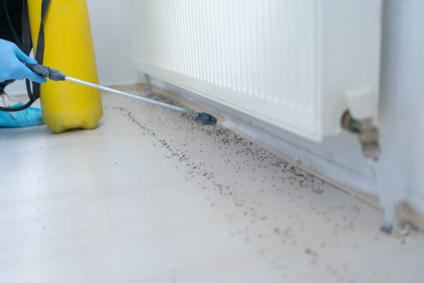 Best Affordable Pest Control Services  in Palos Hls, IL